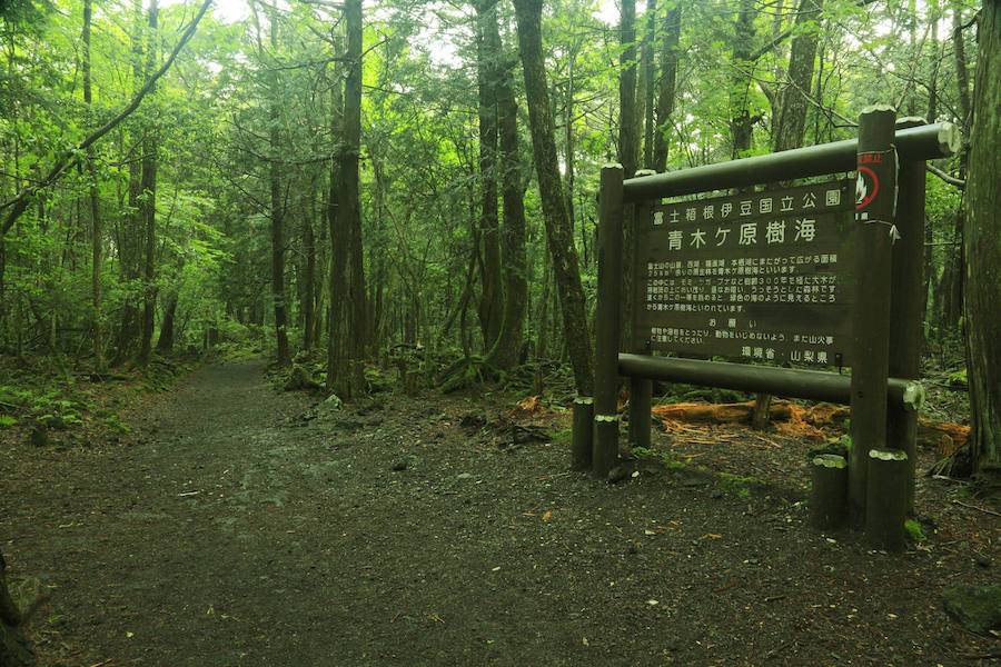 Lugares terroríficos para Halloween: el bosque de Aokigahara, en Japón
