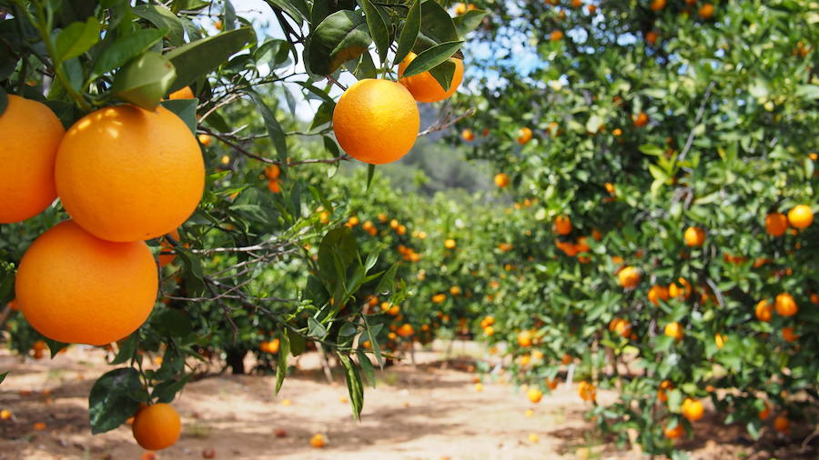 Alimentos para la caída del cabello: naranjas