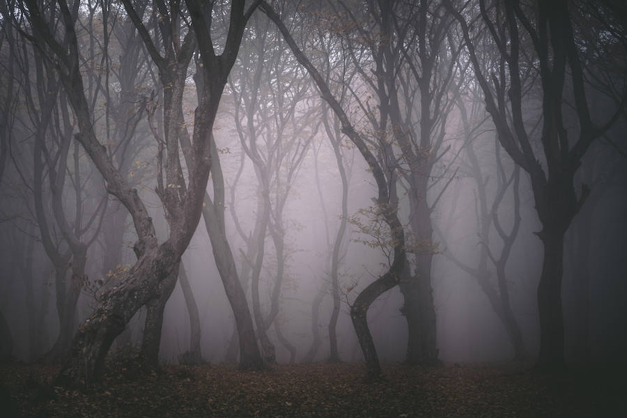 Lugares terroríficos para Halloween: el bosque Hoia-Baciu