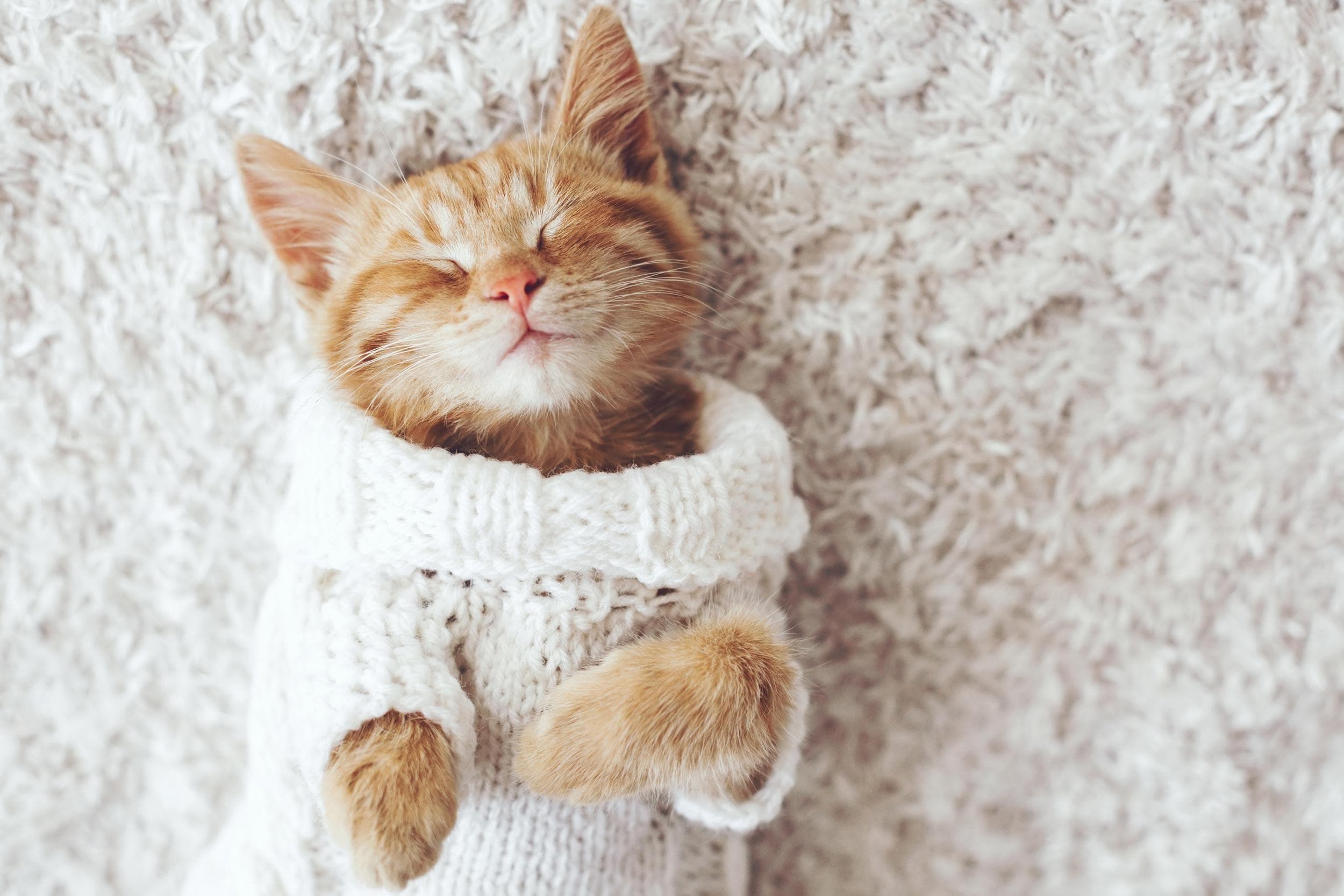 Fotos: gatos adorables tu lado más tierno | Hoy