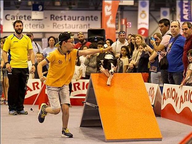 Exposición canina y 100x100 mascotas: para disfrutar con los perros en Ifema