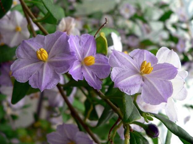 Planta Solanum baretiae, dedicada a la botánica.