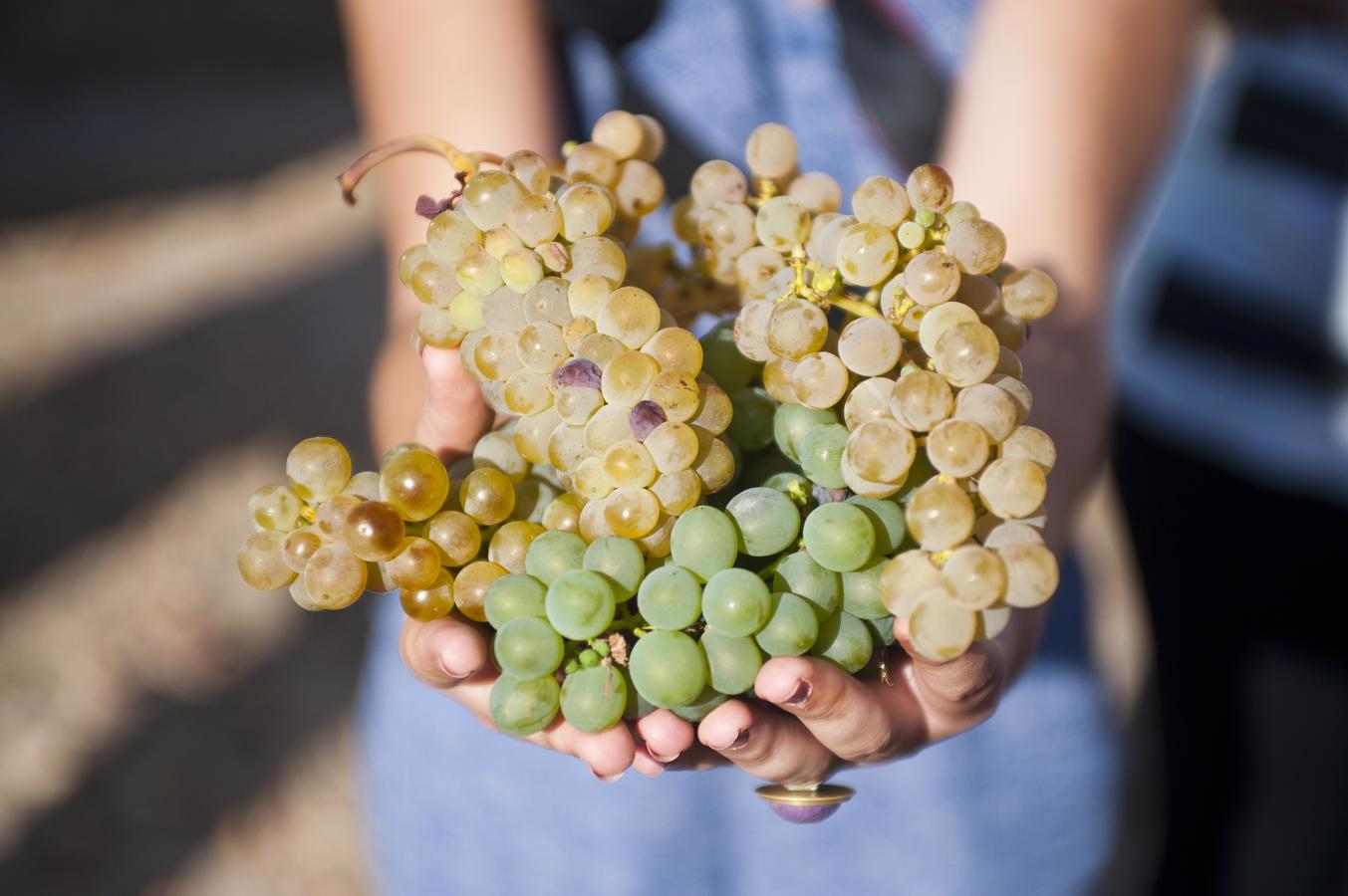 Ruta del Vino de Rueda