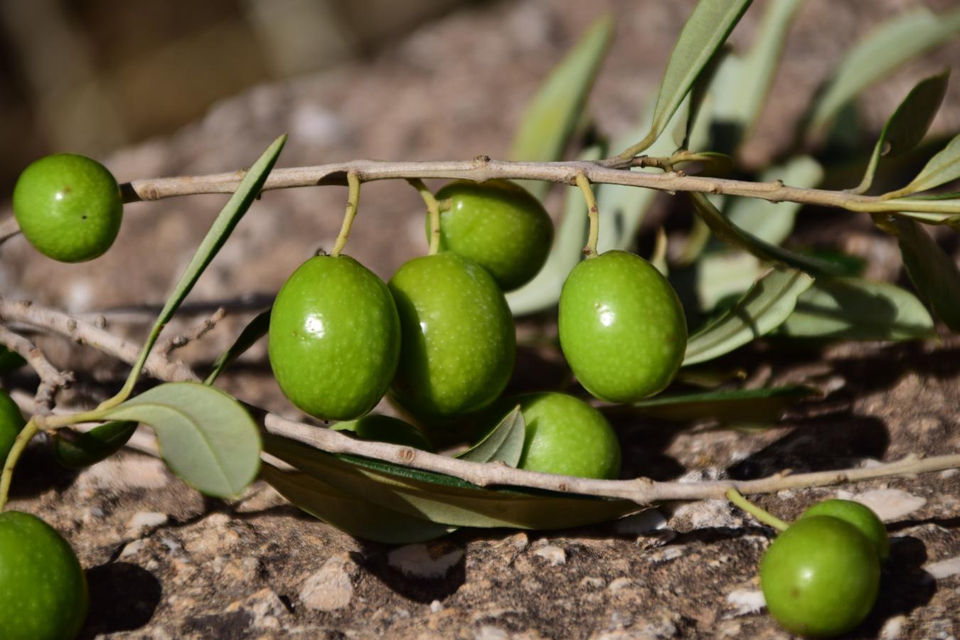 Aceitunas