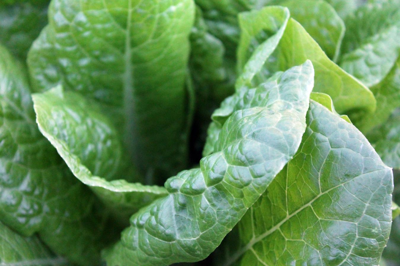 Verduras de hoja verde