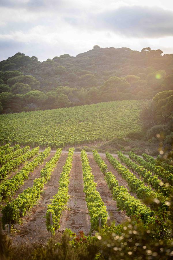 Poesía embotellada