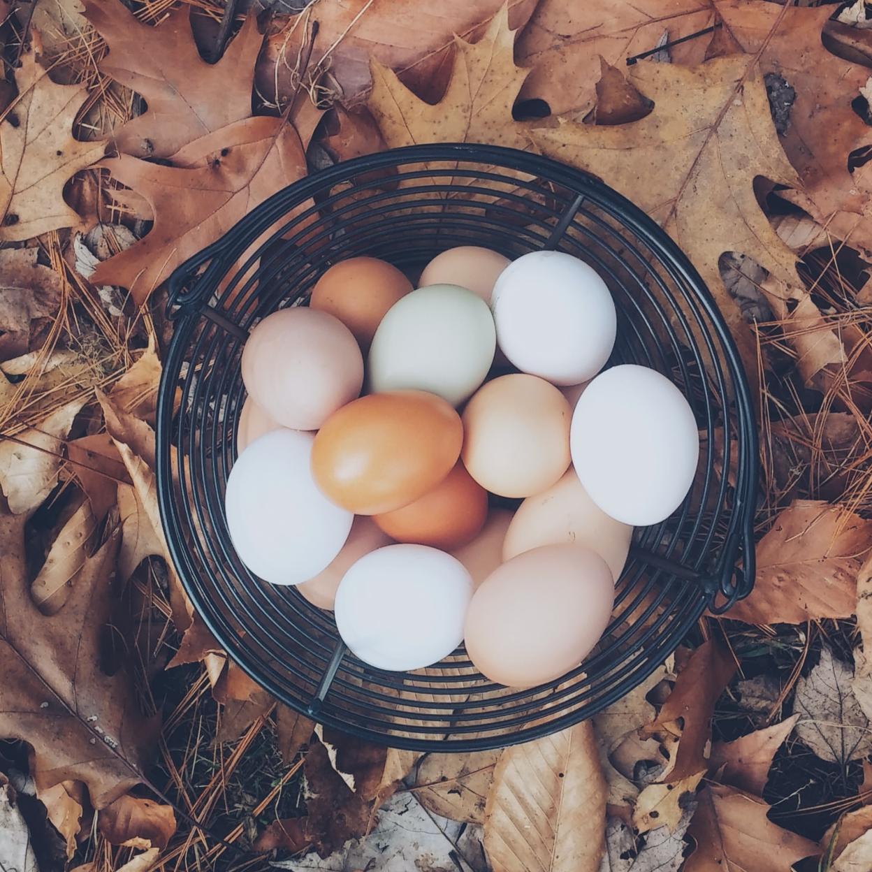 Huevos camperos, el nuevo elixir de la juventud: fuente de vitaminas, omega-3 y betacaroteno