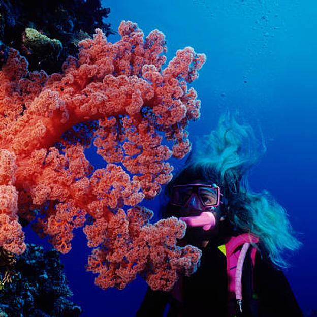 Los mejores sitios para bucear en la Gran Barrera de Coral de Australia.