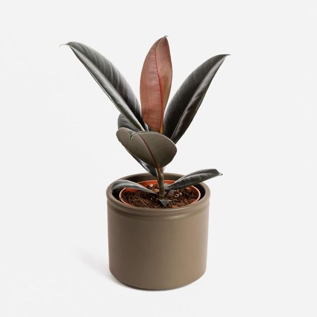 Ficus es una planta excelente para purificar el aire y conseguir refrescar cualquier habitación.