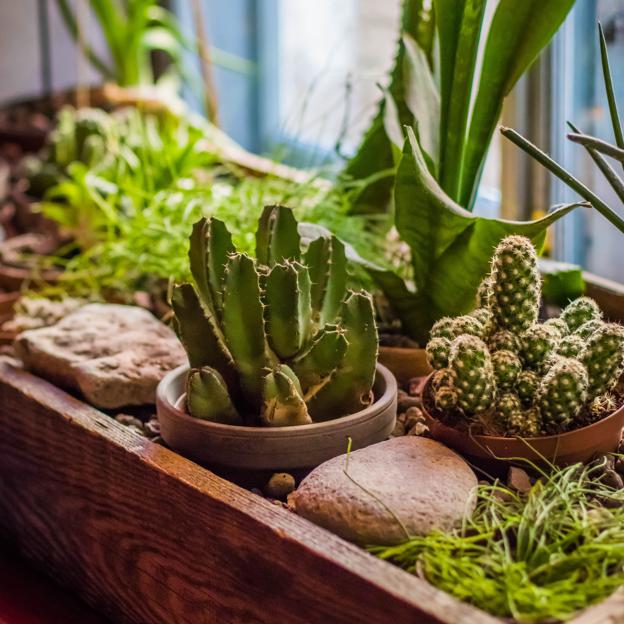 Estos son los errores que debes evitar al regar las plantas si quieres que duren mucho más tiempo