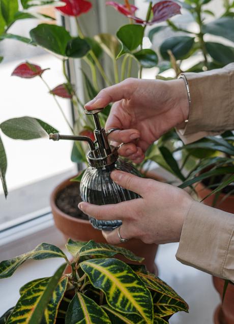 Errores que debes evitar al regar las plantas si quieres que duren mucho  más tiempo | Mujer Hoy