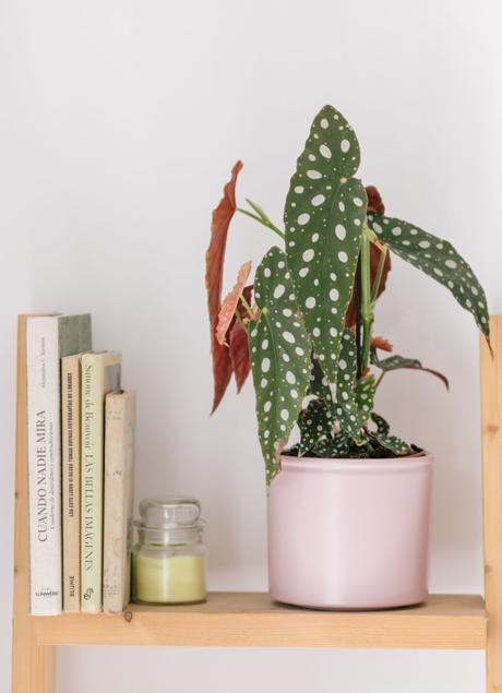 La begonia maculata es una variedad de mini planta que encaja a la perfección en una estantería. / 