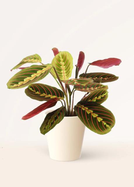 La maranta leuconeura es una planta muy colorida que resalta en el recibidor. / 