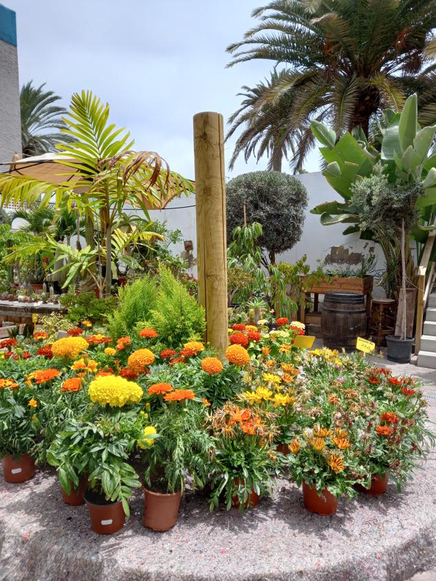 La casa de las semillas y su patio lleno de flores