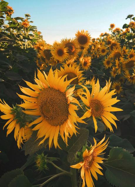 Las pipas de girasol son una fuente de selenio/UNSPLASH