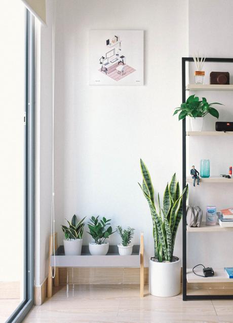 Las plantas de interior traen frescura y vitalidad a tu decoración/ PEXELS