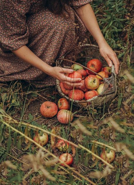 Cesta de manzanas/PEXELS