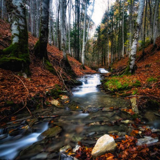 Selva de Irati, Larrau