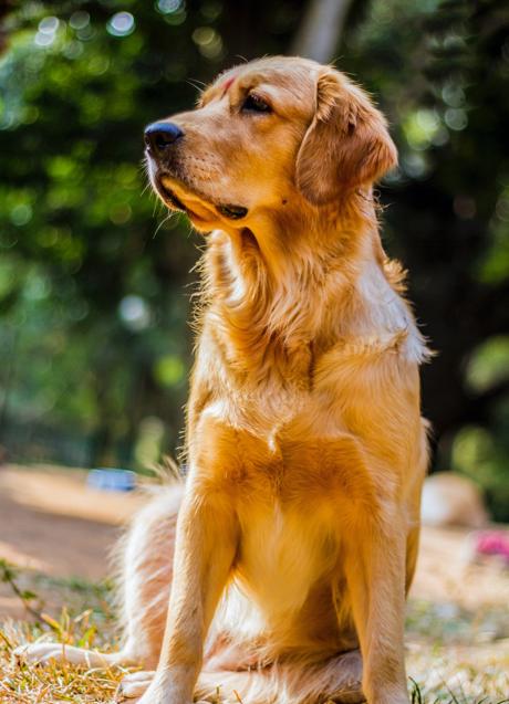 Perro en el parque/PEXELS