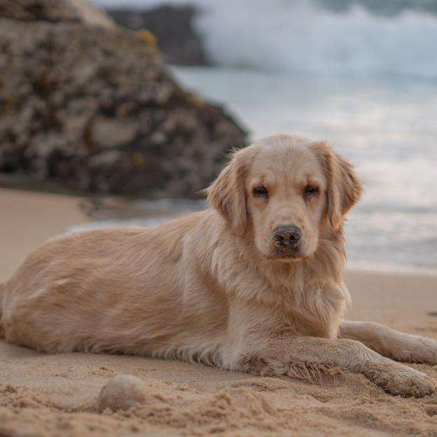 Perro en la playa