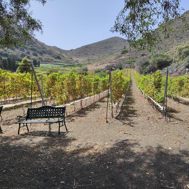 Imagen de los viñedos de Bodegas Mondalón en Gran Canaria.