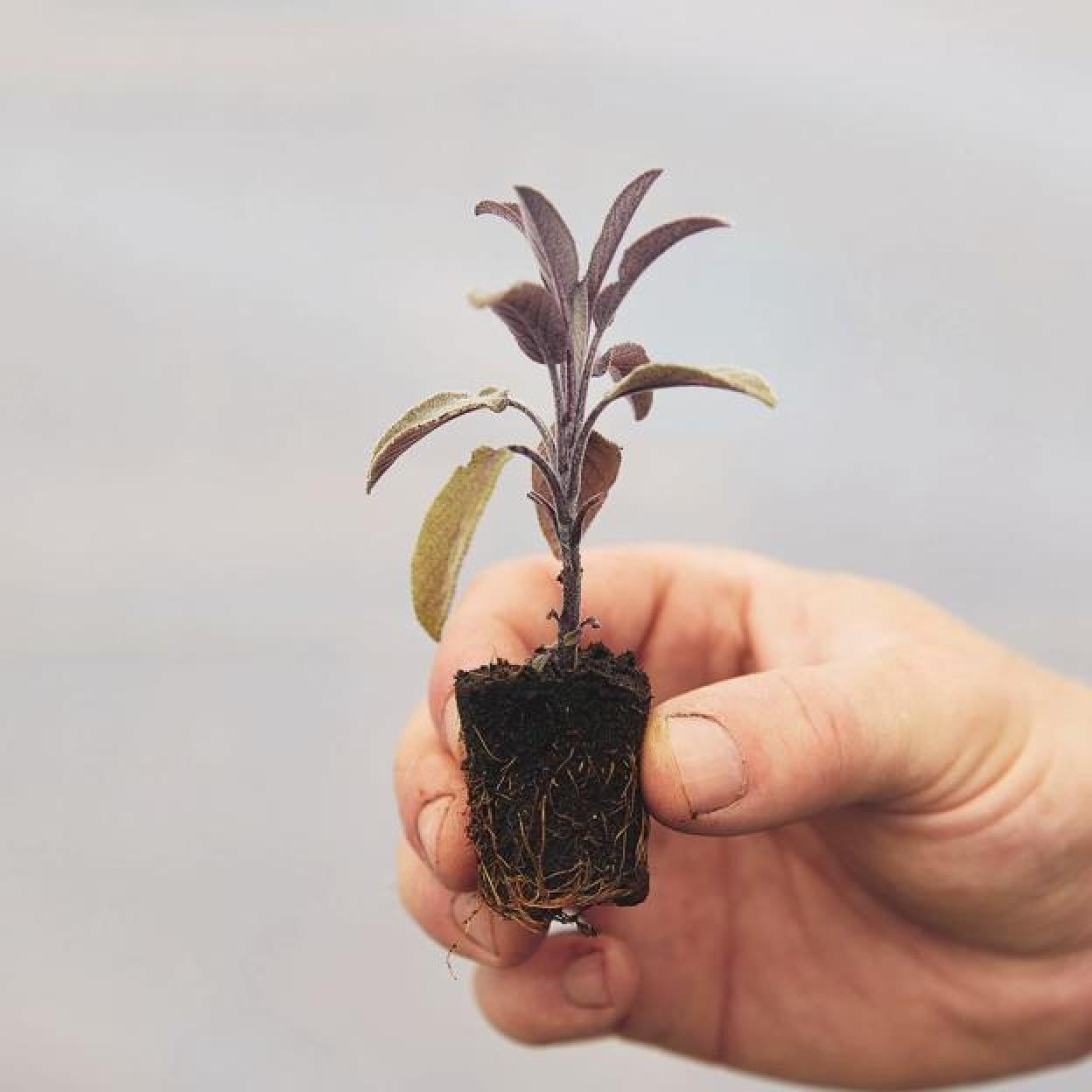 Una planta en su fase de desarrollo de las hojas es el punto de partida de una fabulosa aventura de cultivo de plantas aromáticas./cinco tintas