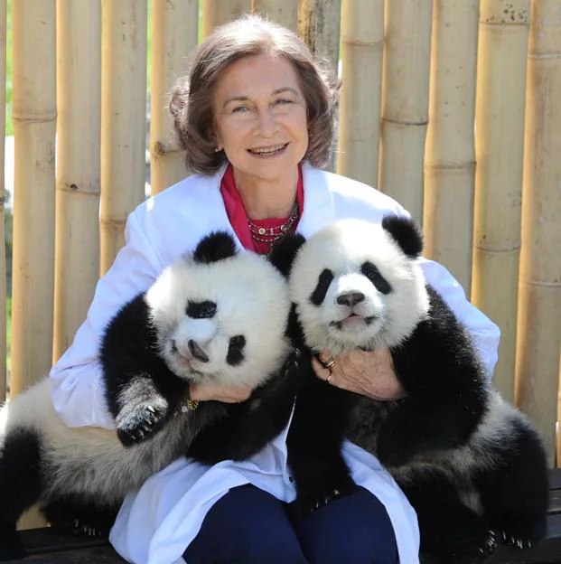 Reina Sofía con osos pandas
