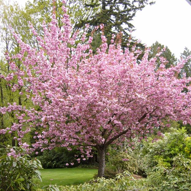 Cerezo en flor.