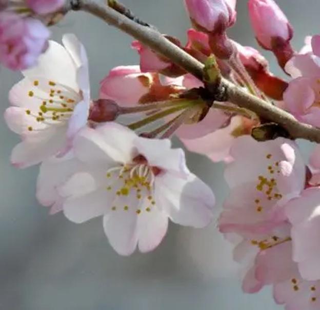 Flor del cerezo.