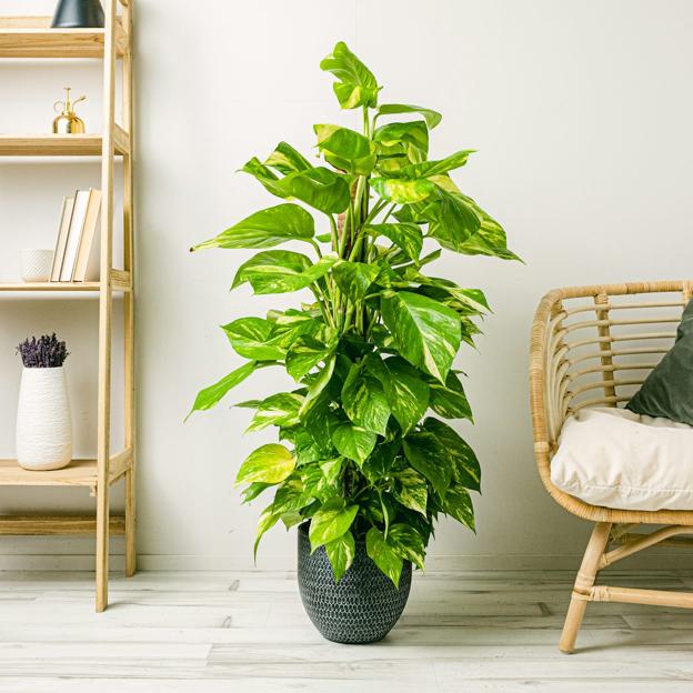 Poto, la planta de interior más resistente y fácil de cuidar: necesita muy poco riego y mucha luz