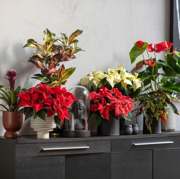 Expertos en plantas nos explican cómo cuidar la Poinsettia o Flor de Pascua para que esté preciosa todo el año: riego, luz y ubicación