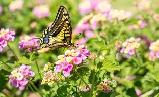 Lantana, la preciosa planta que da flores todo el año y es más fácil de cuidar que las petunias y los geranios