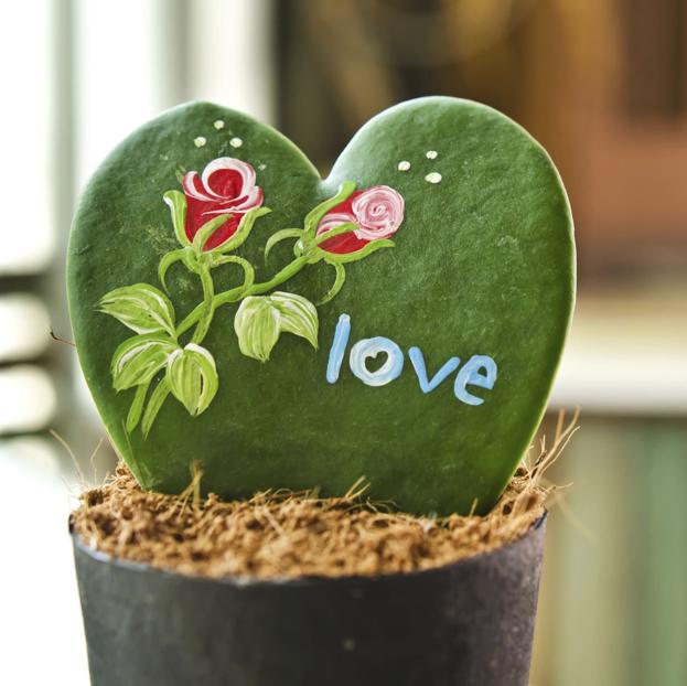 Hoya Kerrii o planta corazón, una opción perfecta para regalar en San Valentín.