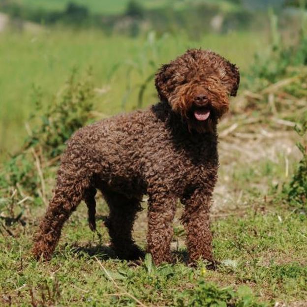 Imagen de un Lagotto Romagnolo.