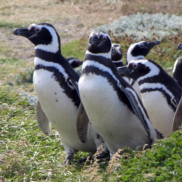 Pingüinos en el Estrecho de Magallanes. 