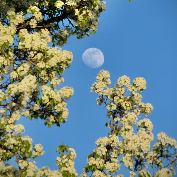 Luna llena de las flores.